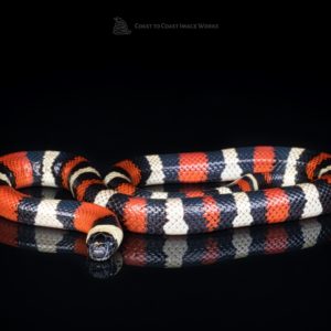 Pueblan Milk Snake (Lampropeltis triangulum campbelli)