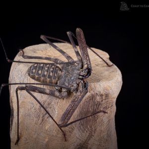 Tailess Whip Scorpion (Damon sp.)