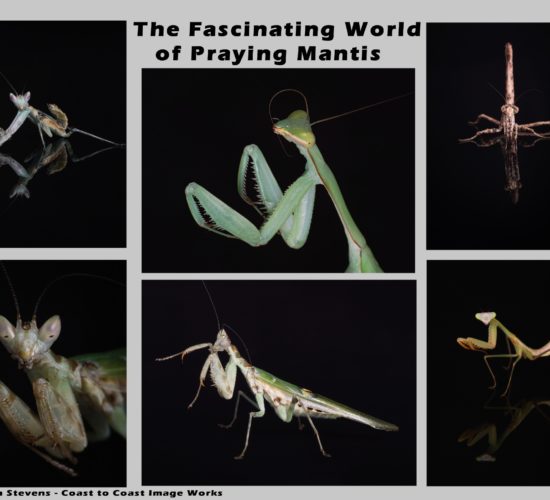 Praying mantis – Interesting facts you might not know about