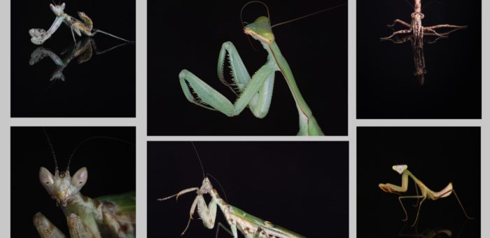 Praying mantis – Interesting facts you might not know about