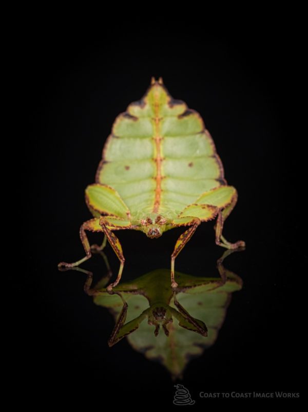 Leaf Insect (Phyllium sp.)