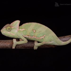 Female Yemen Chameleon (Chamaeleo calyptratus)