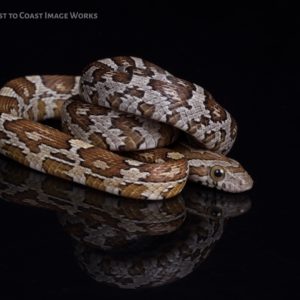 Caramel Corn Snake (Pantherophis guttatus)