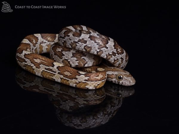 Caramel Corn Snake (Pantherophis guttatus)