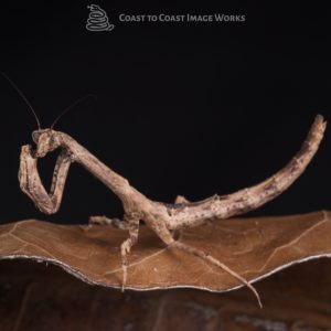 African Twig Mantis (Popa spurca)