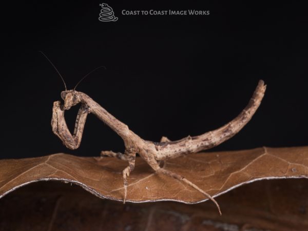 Twig Mantis (Popa spruca)