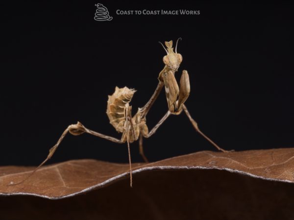 Wandering Violin Mantis (Gongylus gonglyodes)