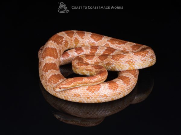 Adult male Amel Corn Snake (Pantherophis guttatus)