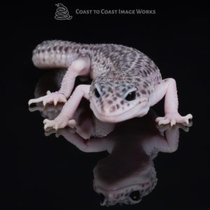 Super Snow Leopard Gecko (Eublepharis macularius)