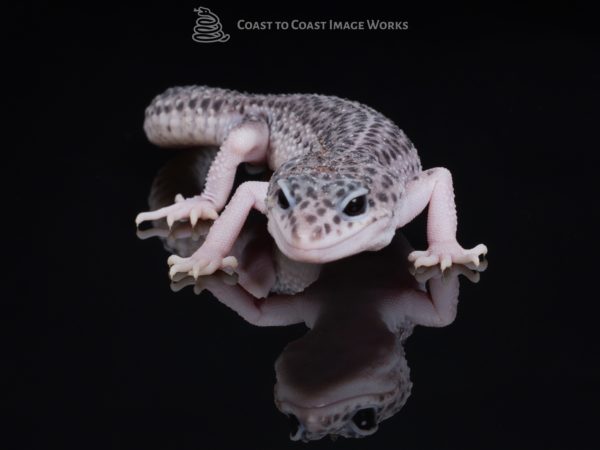 Supersnow Leopard Gecko (Eublepharis macularius)