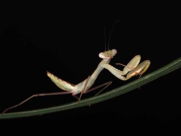 Giant African Mantis (Sphodromantis sp.)