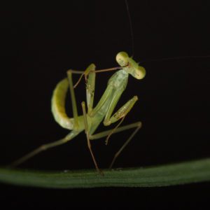 African Lined Mantis (Sphodromantis lineola)