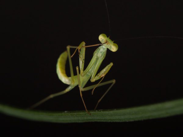 African Lined Mantis (Sphodromantis lineola)