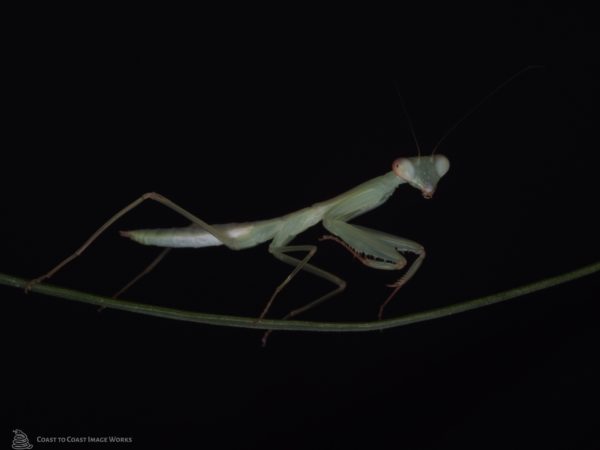 Golden Mantis (Hierodula venosa)