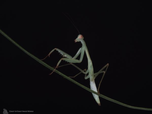 Golden Armed Mantis (Hierodula venosa)