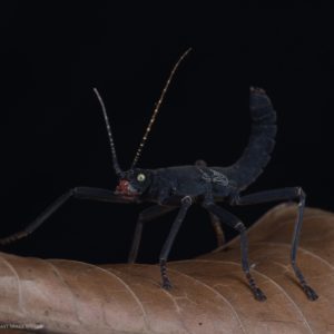 Black Velvet Stick Insect (Peruphasma schultei)