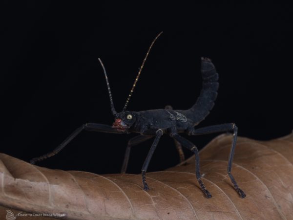 Black Velvet Stick Insect (Peruphasma schultei)