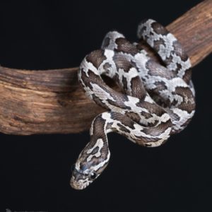 Anerytheristic Corn Snake (Pantherophis guttatus)
