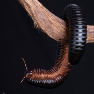 Giant Matt Black Millipede (Spiropeous fischeri)
