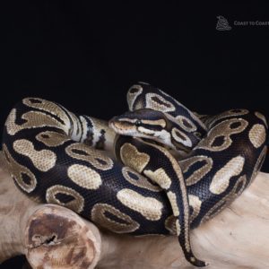 Royal Python (Python  regius)
