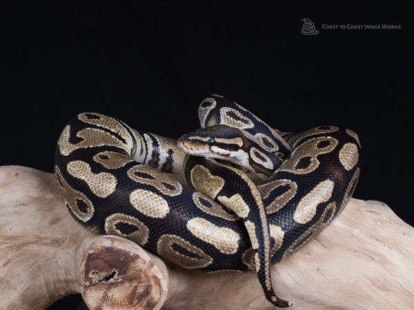 Hatchling Royal Python (Python regius)