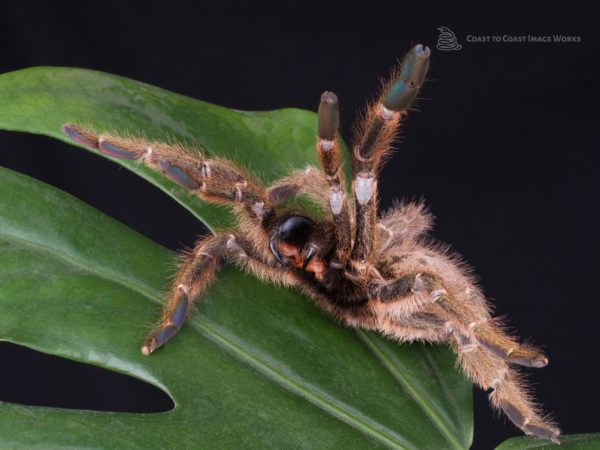 Orange Baboon Tarantula (Pterinochilus murinus)