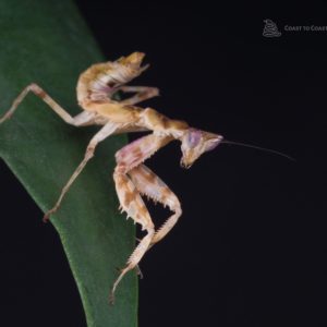 Jewelled Flower Mantis (Creoboter gemmatus)