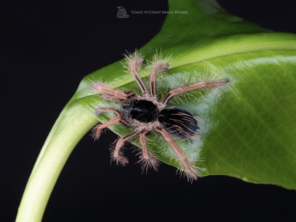 Columbian Giant Red Leg Tarantula (Megaphomeba robustum)