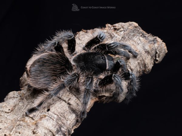 Curly Hair Tarantula (Tliltocatyl albipilosus)