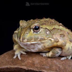 Giant African Bullfrog (Pyxiecephalus adspersus)