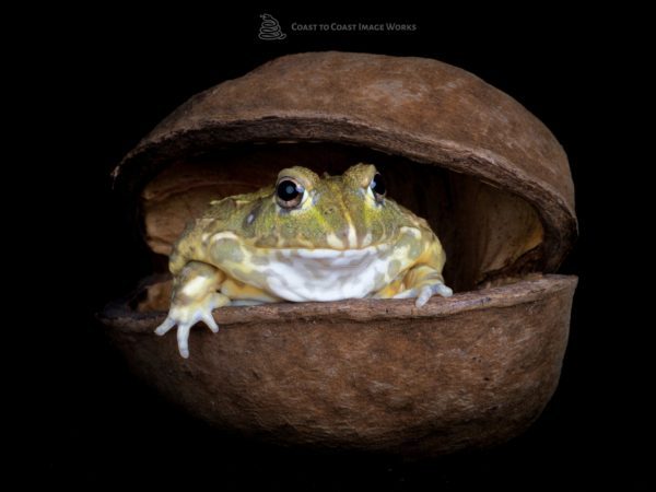 African Bullfrog (Pyxiecephalus adspersus)