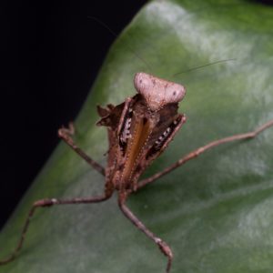 Dead Leaf Mantis (Deroplatys dessicata)
