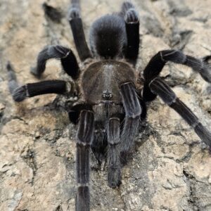 Javan Earth Tiger Tarantula (Selenocosmia javanesis)