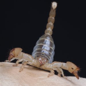 Golden Clawed Scorpion (Scorpio maurus)
