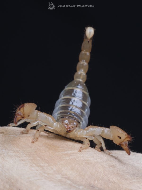 Iraeli Gold Scorpion (Scorpio maurus)