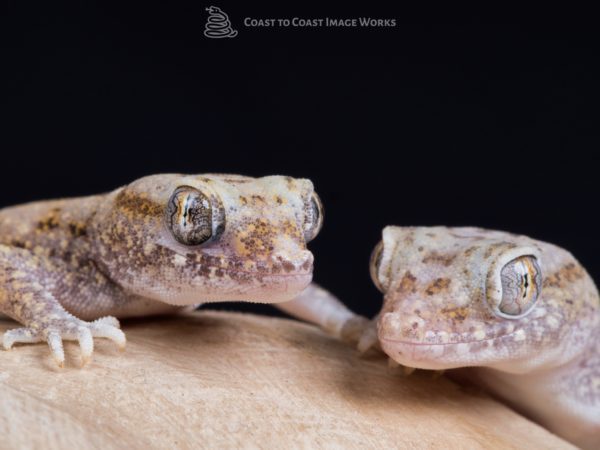 Elegant Sand Gecko (Stenodactylus sthenodactylus)