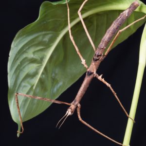 Thai Beauty Stick Insect (Parapachymorpha zomproi)