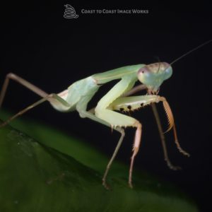 Asian Giant Mantis (Hierodula membranacea)