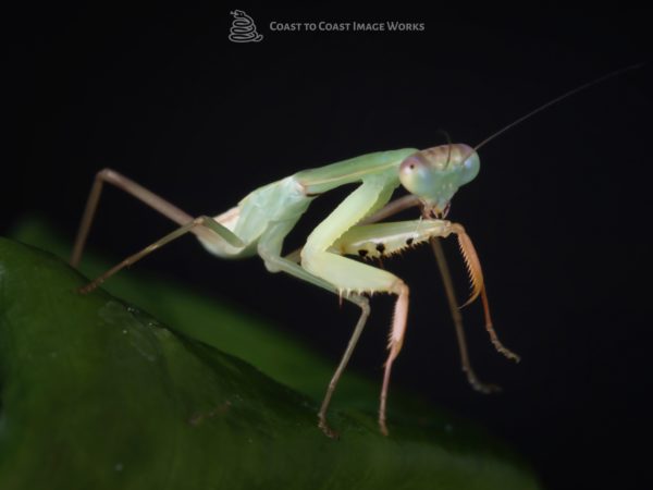 Shield Mantis (Rhombodera sp.)
