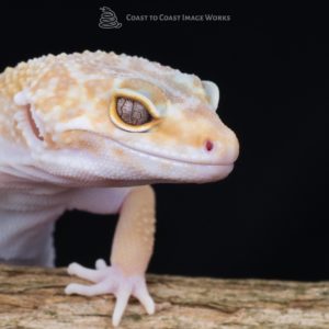Hybino Leopard Gecko (Eublepharis macularius)