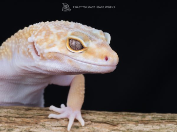 Hybino Leopard Gecko (Eublepharis macularius)