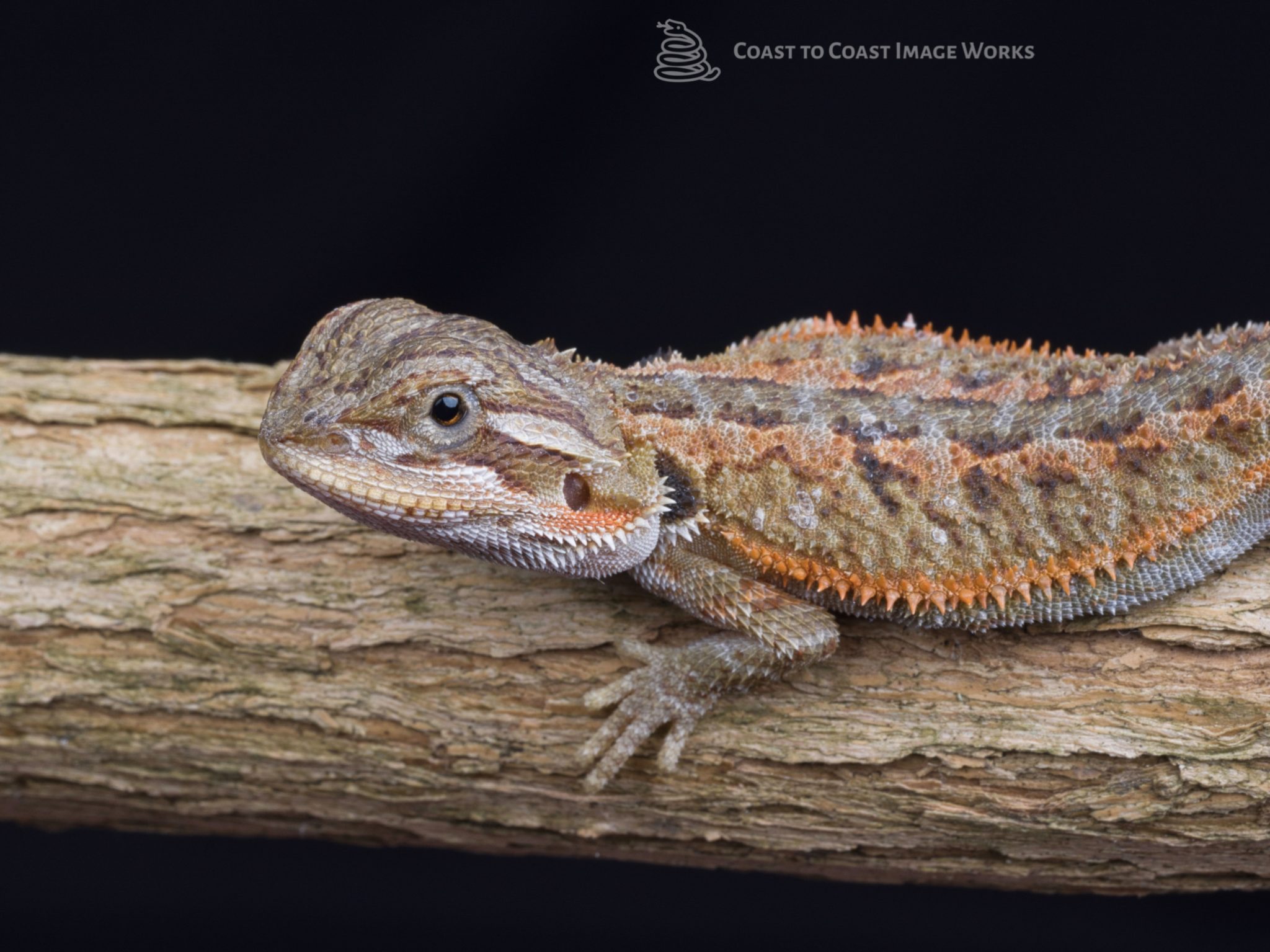 baby-bearded-dragon-pogona-vitticeps-coast-to-coast-exotics