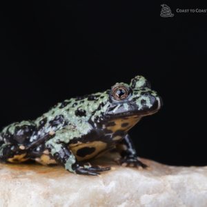 Oriental Fire Belly Toad (Bombina orientalis)