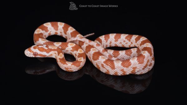 Amel Corn Snake (Pantherophis guttatus)