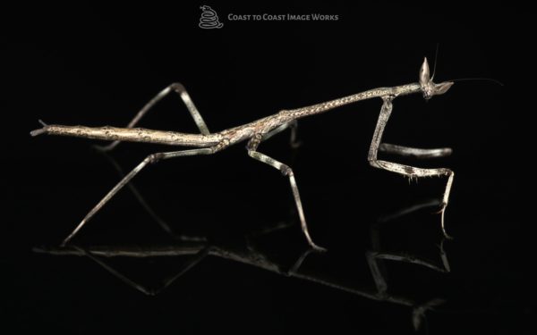 African Giant Stick Mantis (Heterochaeta orientalis)