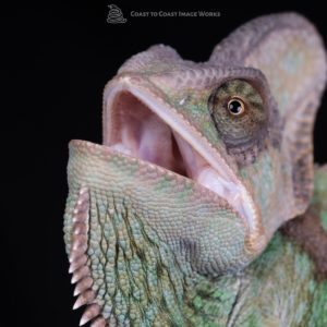 Yemen Chameleon (Chamaeleo calyptratus)