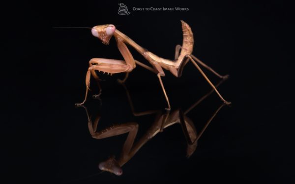 Shield Mantis (Rhombodera kirbyi)