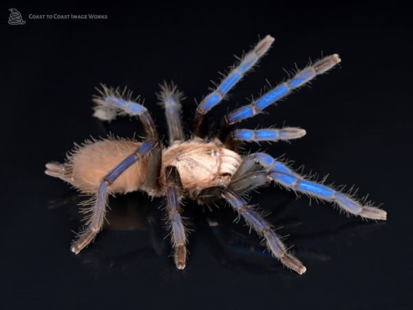 Metallic Blue Earth Tiger Tarantula (Birupes simoroxigorum)