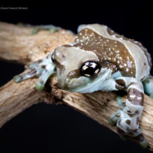 Amazon Milk Frog (Trachycephalus resinifectrix)
