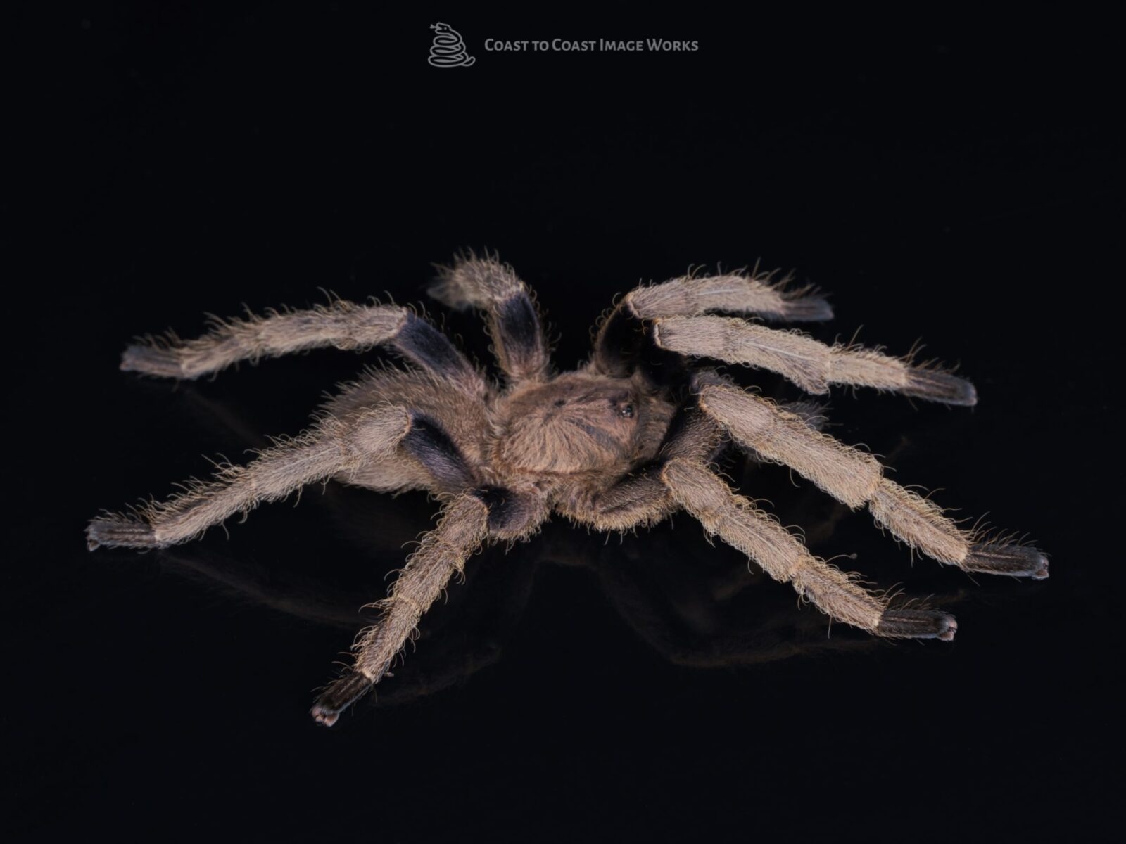 Mature M Thai Gold Fringe Tarantula (Ornithocyonus aureotibialis
